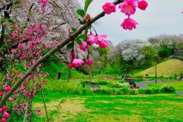 Musim Sakura di Prefektur Kanagawa
