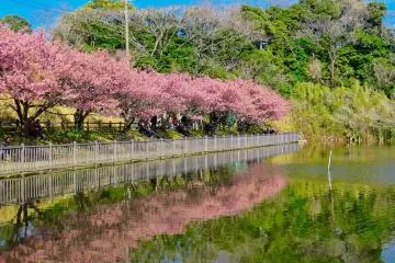 Kolam Miura Kaigan