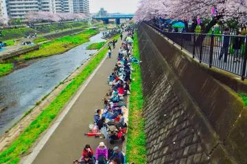Setiap tempat sepanjang kanal di Totsuka sudah penuh