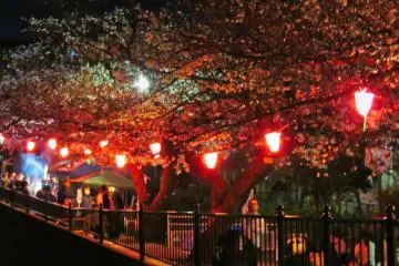 Pemandangan sakura malam hari di Totsuka