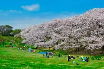 Taman Negishi