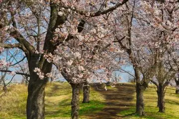 Bagian utara Kodomo Natural Park