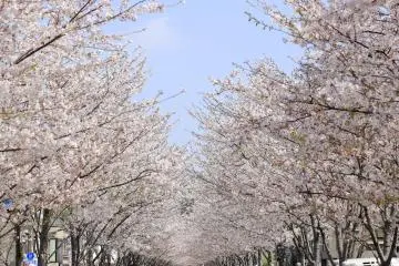 Tsurugaoka Hachimangu Shrine, Kamakura