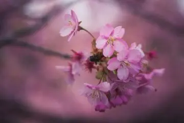 Even up close, the blossoms amaze with their delicate beauty