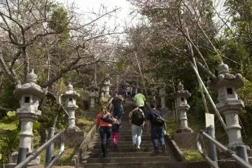 Bunga Sakura di Okinawa