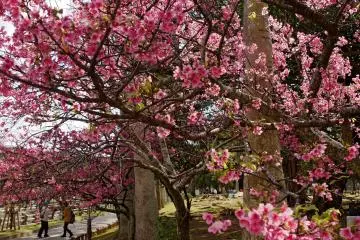 Yogi Park Naha Okinawa (Photo: <a href="https://ja.m.wikipedia.org/wiki/%E3%83%95%E3%82%A1%E3%82%A4%E3%83%AB:Yogi_Park_Naha_Okinawa_Japan01s5.jpg" target="_blank" rel="noreferrer noopener nofollow">663highland (GFDL / CC2.5)</a>)