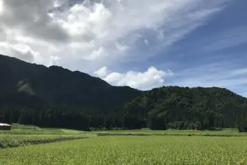 Watching the rice fields grow, week by week