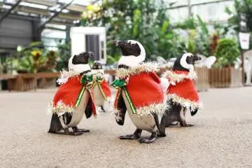 Daily penguin parade at Matsue Vogel Park