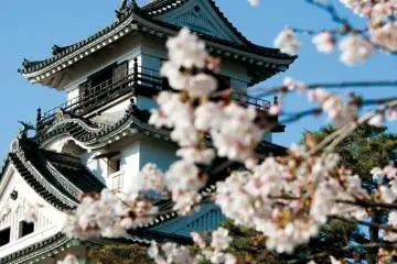 Photo: Kochi Prefecture