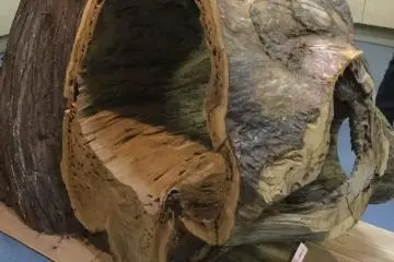 On the grounds of the Tamawakasu-Mikoto Shrine is a 2000 year old cedar. Part of it broke off and the piece is exhibited in the museum. It still emits a fragrant smell. Visitors can touch the cedar trunk and take photos framed by the bark.