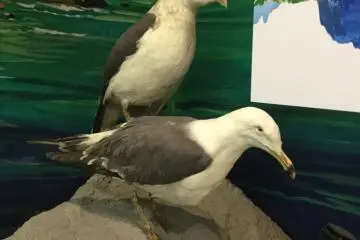Seagulls