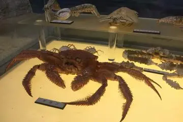 Hairy crab, one of the tastiest crabs.