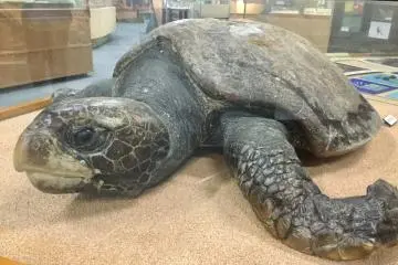 Sea turtle