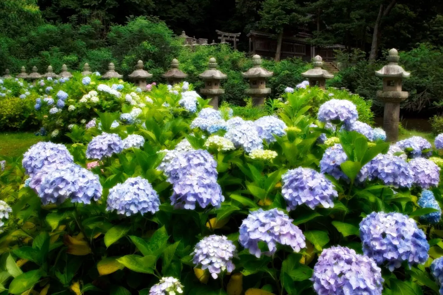 Les hortensias fleurissent par milliers au temple Gesshô-ji de fin mai à début juin.