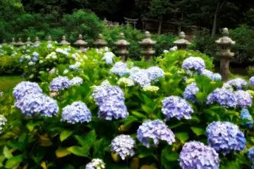 Les hortensias fleurissent par milliers au temple Gesshô-ji de fin mai à début juin.