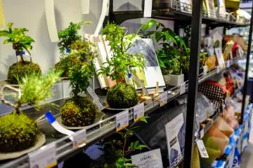 A small selection of Japanese Bonsai plants will catch your eye as you exit