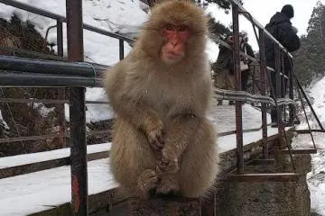  Monos de las nieves