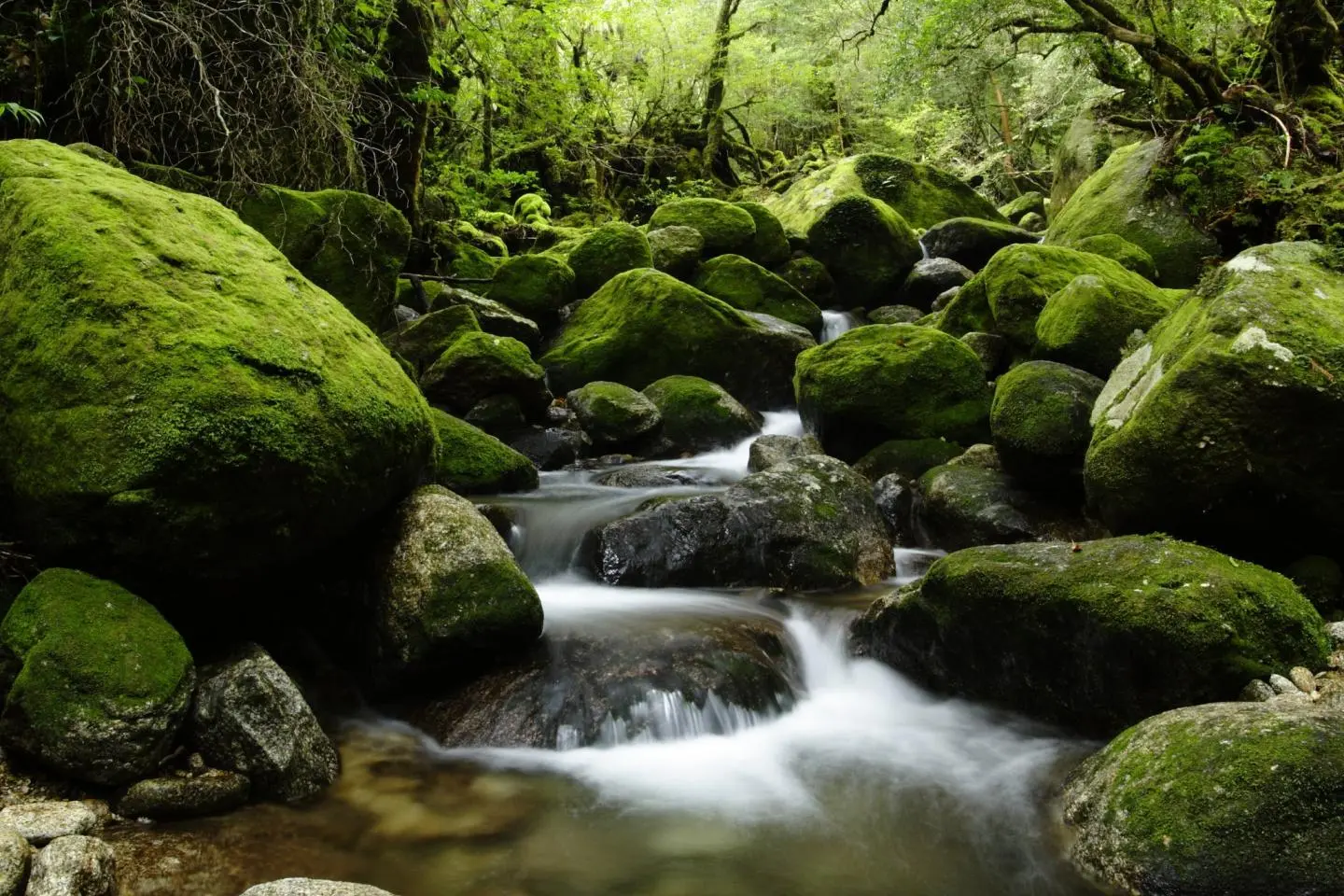 Yakushima forest (เครดิตรูปภาพ: Shutterstock)
