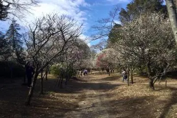 The plum grove