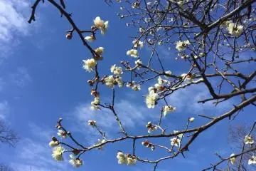 Many varieties of plums are in the grove