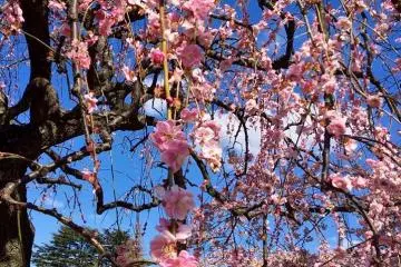 A weeping variety near the gate