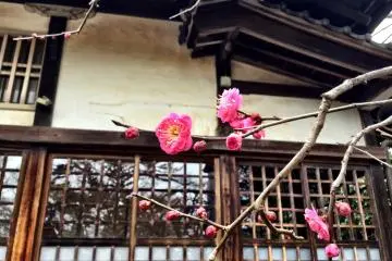 Vibrant pink 