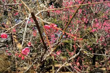 A riot of pink