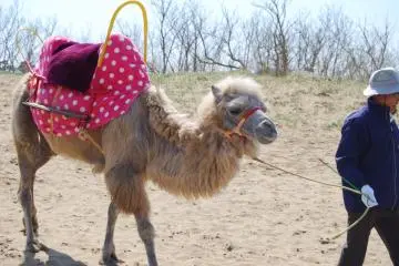 Camels at the top of the dunes