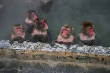 Monkeys relaxing in a hot spring bath in Hakodate