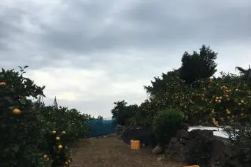Rows and rows of ripe fruit