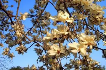 Japanese Plum Blossom & Plum Liquor