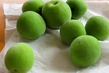Green plums collected for making Umeshu