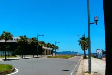 Palm trees line the streets here