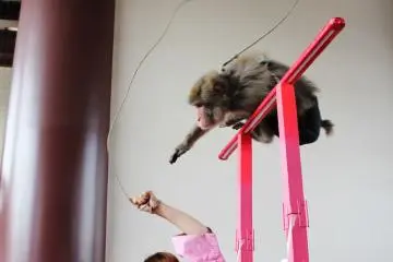 ”まさえこうめ”　Masae(the trainer) and Koume(the monkey) happended to be preforming at the festival this year. Their prefoprmance was very comical and Koume was so cute!