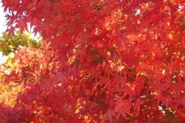 Des feuille d'érable en novembre
