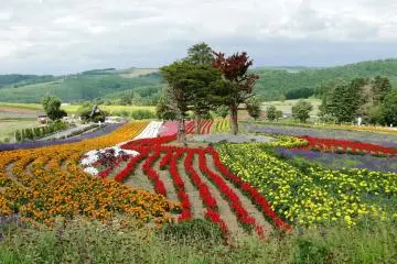 Des arbres solitaires parmi une mer de fleurs