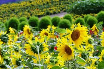 Tournesols 