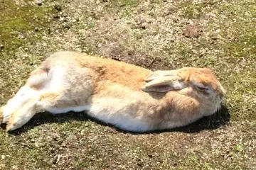 Okunoshima : l'île aux 1000 lapins