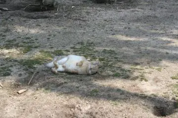 Un lapin qui se repose