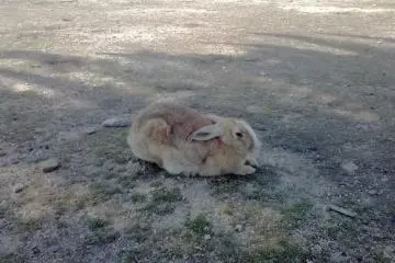 Et encore un lapin