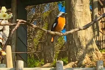 Daurian Redstart