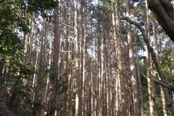 In the woods, Saikyoji Temple, Otsu