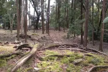 Forest trail in Miidera