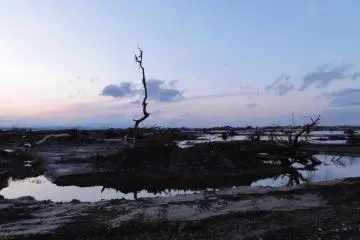 A solitary tree remains standing in the aftermath (Photo: <a href="https://bosaikanko.jp/my03_sendai_wakabayashi/%e6%9d%b1%e5%8c%97%e5%a4%a7%e5%ad%a6%e7%a0%94%e7%a9%b6%e8%80%85%e3%81%ab%e3%82%88%e3%82%8b%e9%9c%87%e7%81%bd%e5%86%99%e7%9c%9f-90/" target="_blank" rel="noreferrer noopener nofollow">Tohoku University Disaster Control Research Center</a>)