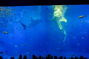 Witnessing whale sharks feeding is truly amazing