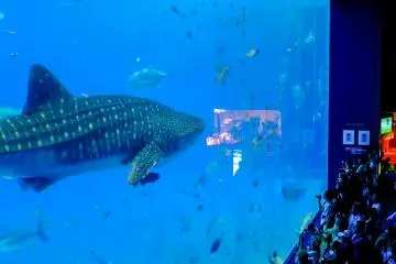 The Kuroshio Sea