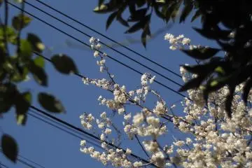 Under the blue Yokohama sky, the blossoms stand out.