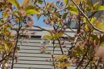 More than two weeks after the first blossoms bloomed, the last ones cling to the bough.