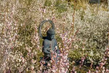 Árboles de cerezos y templo budista en  la ciudad de Akiruno