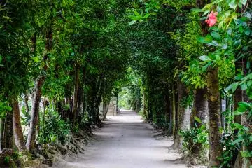 Pohon-pohon fukugi cantik yang berderet rapi di sepanjang jalan Desa Bise